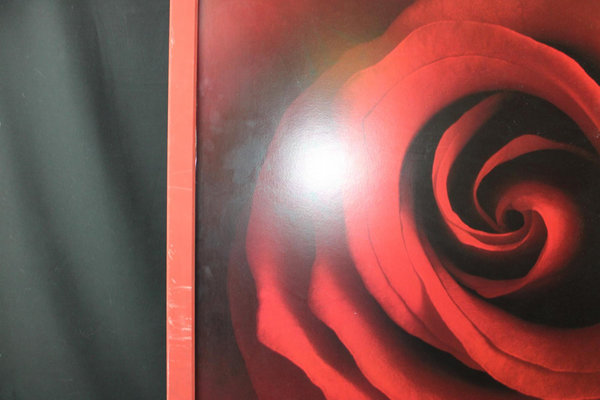 Bild " Rote Rose " 126 x 96 cm